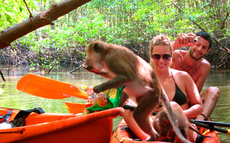 monkey-kayaking-thalane-krabi