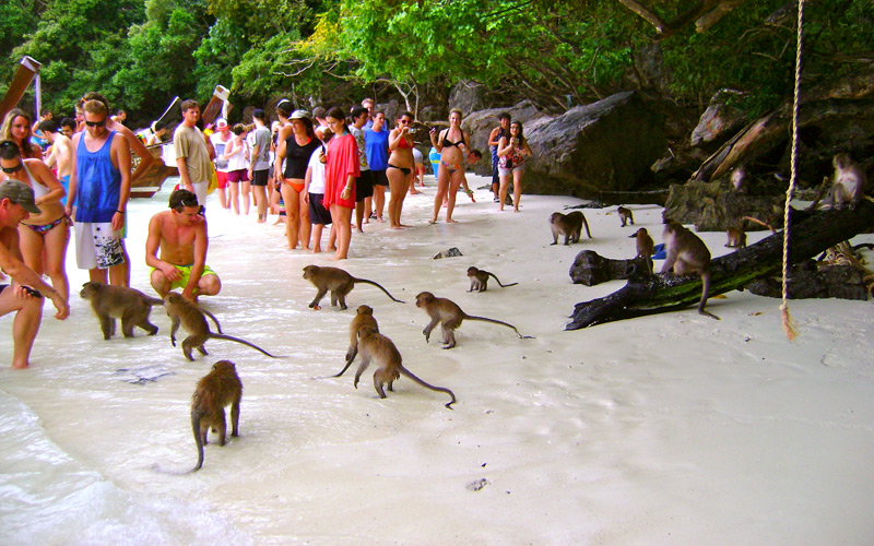 monkey-bay-krabi