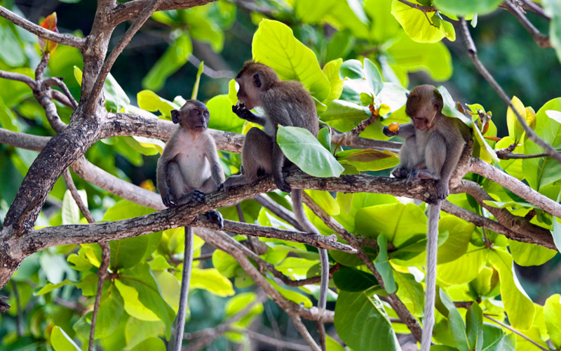 monkey-bay-krabi